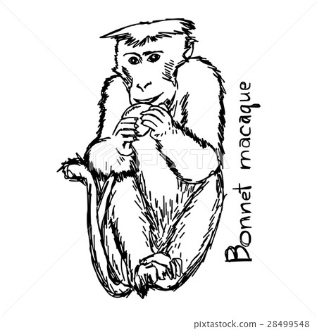 Bonnet macaque - vector illustration Bonnet macaque - vector illustration 28499548