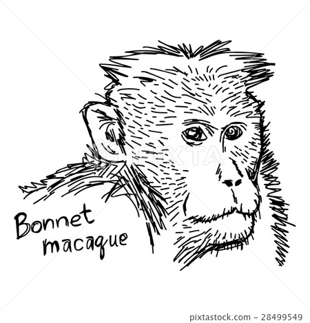 Bonnet macaque - vector illustration  28499549