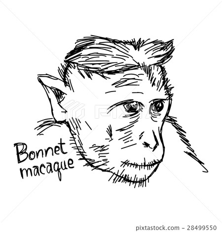 Bonnet macaque closeup - vector illustration  28499550