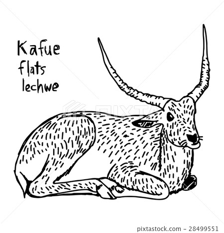 Kafue flats lechwe - vector illustration Kafue flats lechwe - vector illustration 28499551