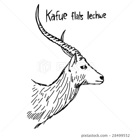 Kafue flats lechwe - vector illustration  28499552