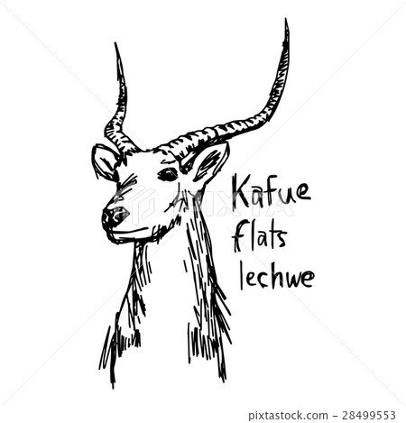 Kafue flats lechwe - vector illustration  28499553