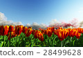 Tulips on a background of blue sky 28499628