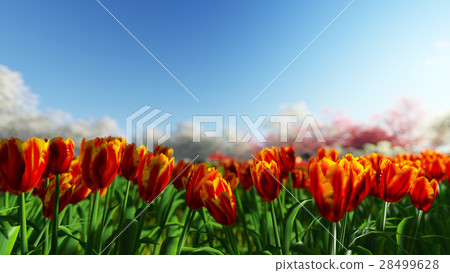 Tulips on a background of blue sky 28499628