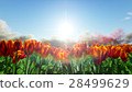 Tulips on a background of blue sky 28499629