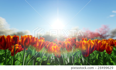 Tulips on a background of blue sky Tulips on a background of blue sky 28499629