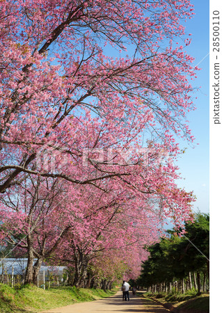 Cherry blossom pathway in Khun Wang Chiang Mai Cherry blossom pathway in Khun Wang Chiang Mai 28500110