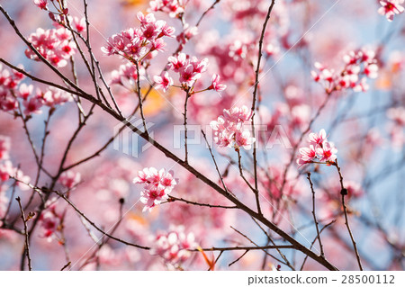 Cherry blossom in Khun Wang ChiangMai, Thailand. 28500112