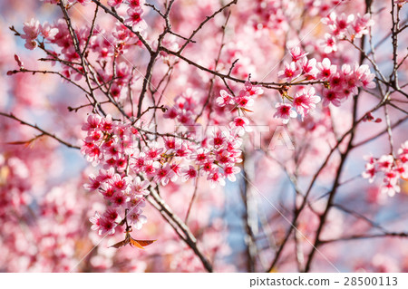 Cherry blossom in Khun Wang ChiangMai, Thailand. 28500113