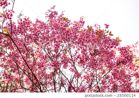 Cherry blossom in Khun Wang ChiangMai, Thailand. 28500114