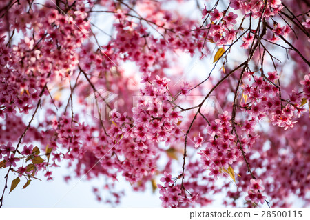 Cherry blossom in Khun Wang ChiangMai, Thailand. 28500115