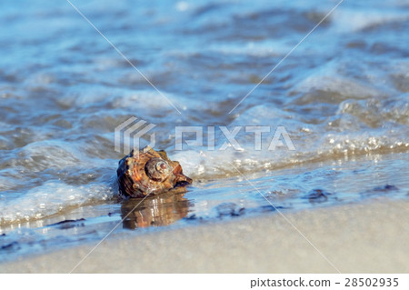 Sea shell rapan Sea shell rapan 28502935
