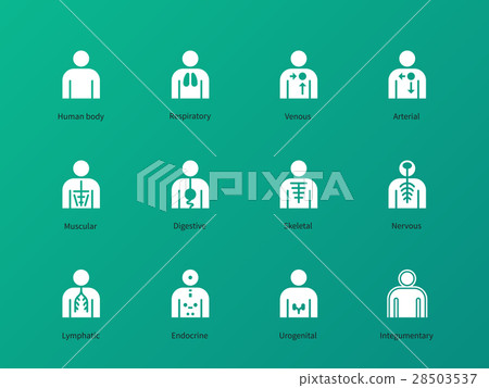 Human body systems pictograms on green background. Human body systems pictograms on green background. 28503537