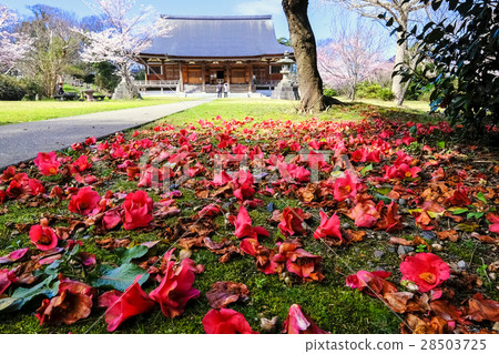 國分寺Tsubaki散射 28503725