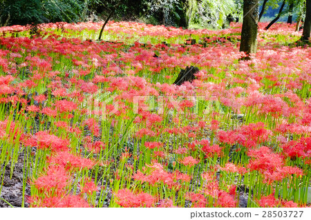 群集孤挺花 群集孤挺花 28503727