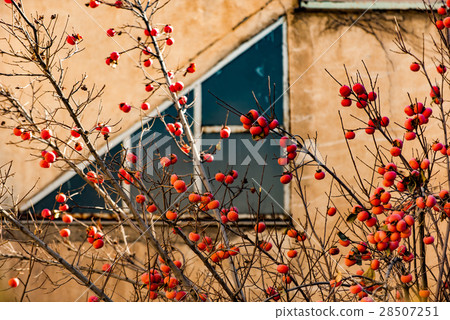 Tasty fruits among urban atmosphere 28507251