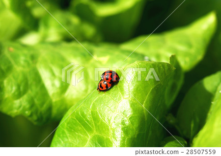 ladybug 28507559