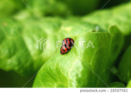 ladybug ladybug 28507561