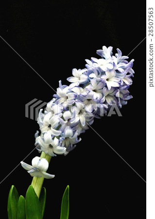 hyacinth 28507563