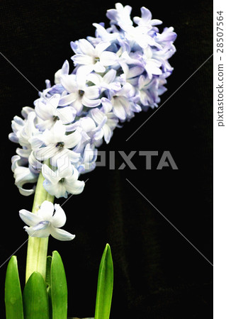 hyacinth 28507564
