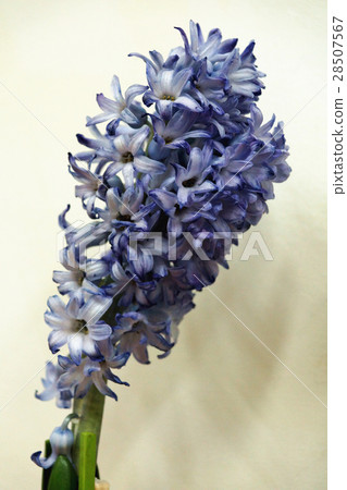 hyacinth 28507567