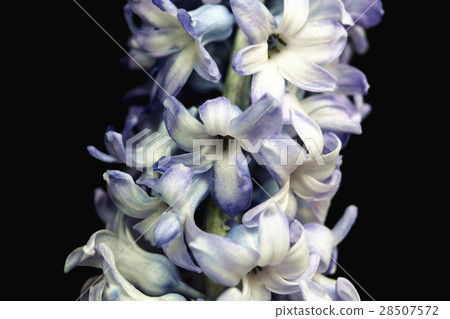 風信子 風信子 28507572