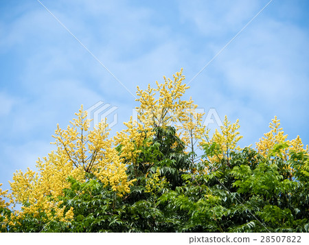 秋天的欒樹 28507822