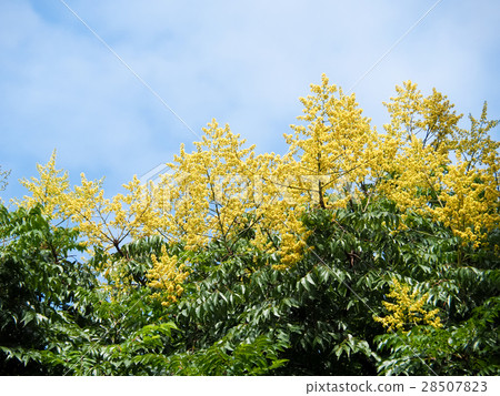 秋天的欒樹 秋天的欒樹 28507823