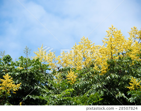 秋天的欒樹 秋天的欒樹 28507824