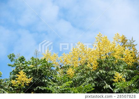 Autumn eucalyptus Autumn eucalyptus 28507828