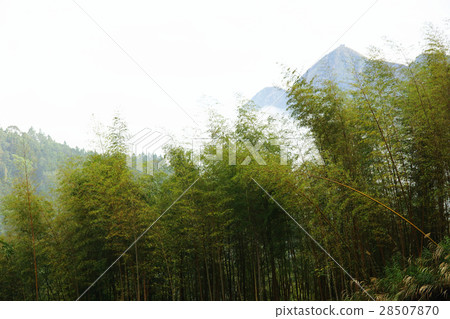 竹林 竹林 28507870