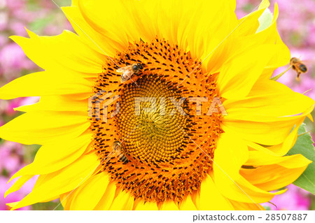 Flower sea Flower sea 28507887
