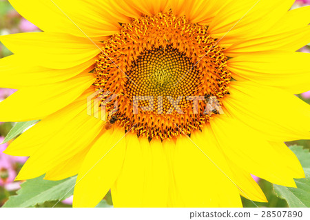 Flower sea Flower sea 28507890