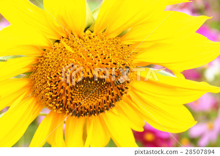 花海 花海 28507894