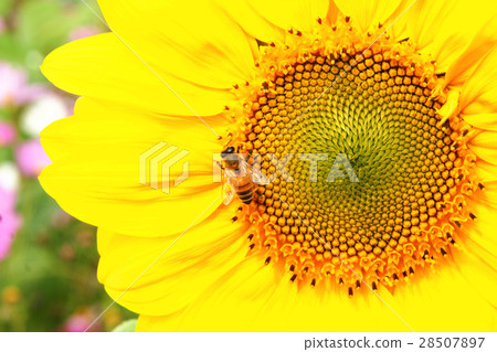 Flower sea 28507897