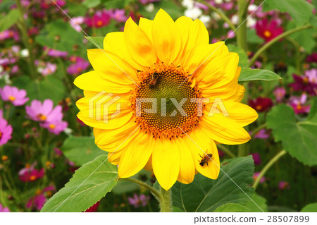 Flower sea 28507899