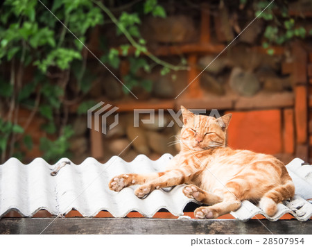 wildcat 28507954