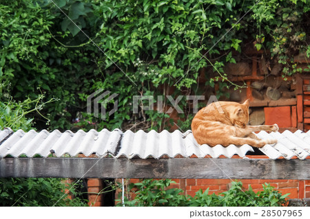 wildcat wildcat 28507965