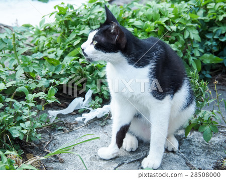 wildcat wildcat 28508000