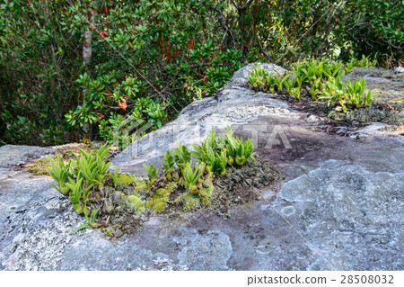 Lithophytic orchids. 28508032