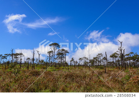 Dead pine from wildfire against blue sky. Dead pine from wildfire against blue sky. 28508034