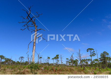 Dead pine from wildfire against blue sky. Dead pine from wildfire against blue sky. 28508035