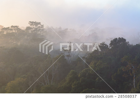 Misty forest on the mountain slope in a nature. Misty forest on the mountain slope in a nature. 28508037