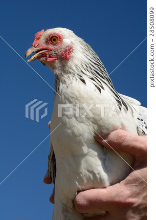 Bantm light brahma chicken 28508099