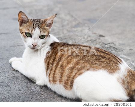 wildcat wildcat 28508161