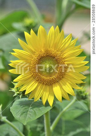 向日葵向日葵在初夏 向日葵向日葵在初夏 28508689