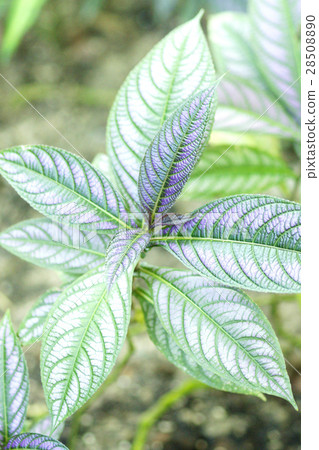 波斯紅草 28508890