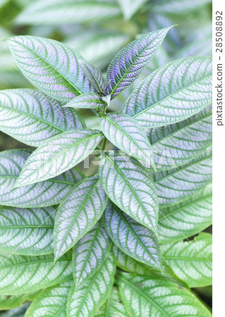 波斯紅草 28508892