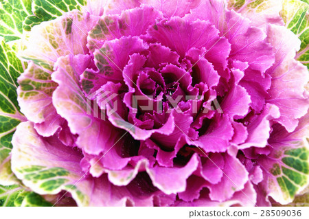 葉牡丹 葉牡丹 28509036