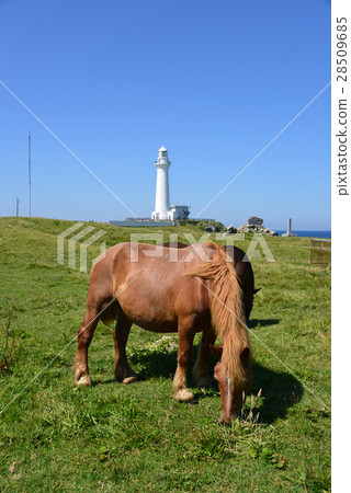 Shimokita Peninsula cold horse Shimokita Peninsula cold horse 28509685